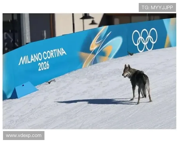 狼犬闯冬奥越野赛场选手疑幻觉